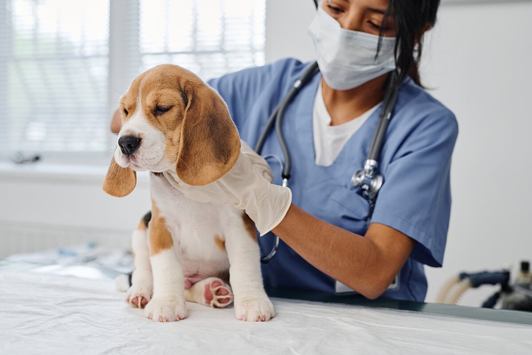 animalhealthconference