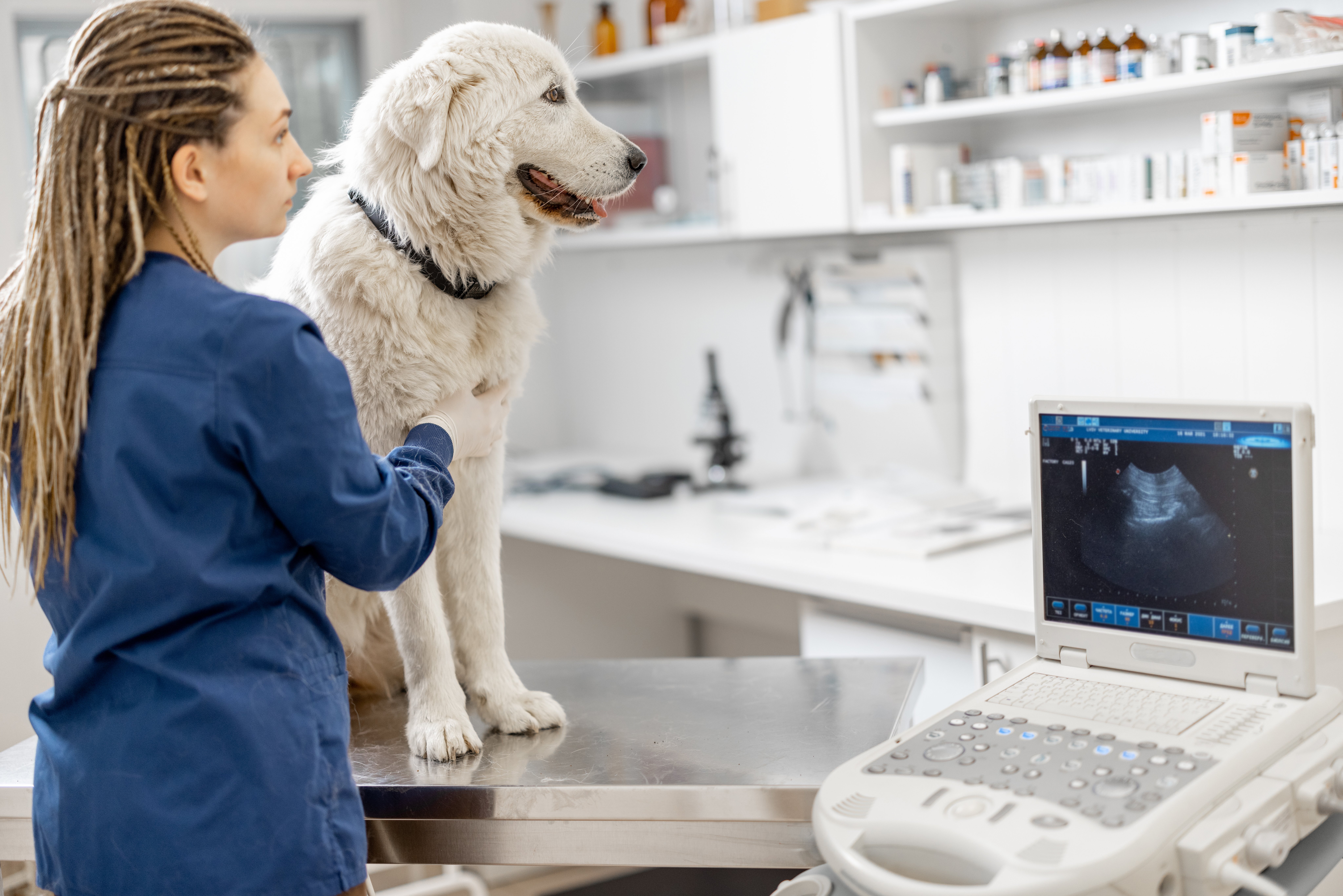 A veterinarian in blue scrubs conducts an ultrasound on a large, white dog sitting on an exam table. The clinic setting is calm and professional.
